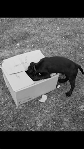 Follow Monty's adventures. Cardboard box? No barrier for him to get to his beloved Frisbee #furbaby #fyp #workingcockerspaniel #dogs