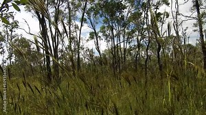 Bushland in Northern Queensland: diverse flora, grassland, termite mounts. Eucalyptus, Outback, wilderness, biodiversity, savannah, unique ecosystem.