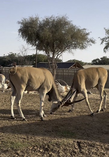 Experience the Dubai Safari Park Explorer Tour