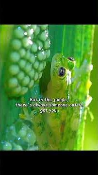 How does a newborn baby frog survive? #video #wildlife