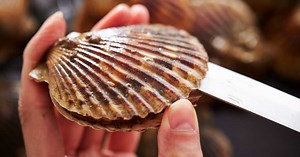 Vous n'arrivez pas à ouvrir vos Saint-Jacques ? Un chef dévoile son astuce pour que ce soit très facile