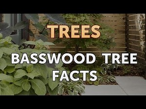 Basswood Tree Facts