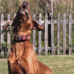 Black Horse Is Issuing Refunds To The Public! Quick Online Check Reveals If You May Be Due A Car Finance Refund. Even if you do not have your old paperwork we can still locate mis-sold car finance agreements since 2007. You could be owed an average of £700 per agreement! Lookup Your Name! | Unfair Finance | Facebook