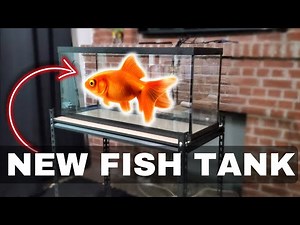 New Tilapia Fish Tank Setup At Home | Home Tilapia Farming