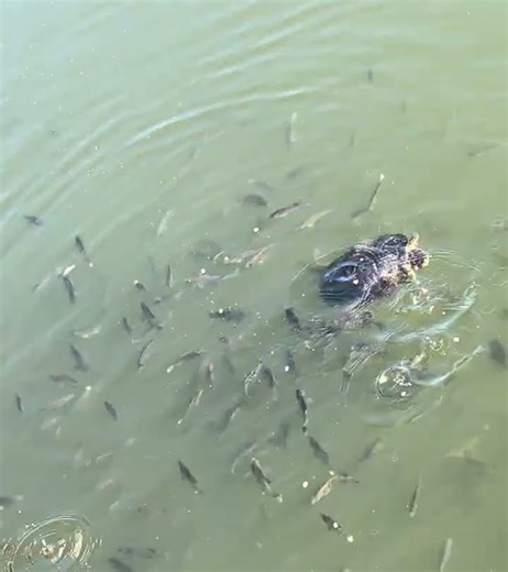 #Aquatic #FeedingFrenzy #short — mid #September2025