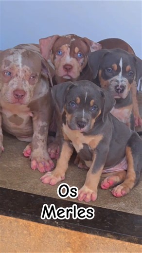 The best merle ones!!! #pitmonster #pitmonster #pitbull #petfashion #pets #cutepets