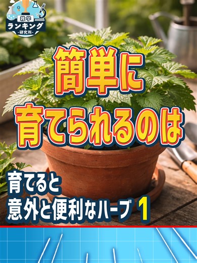 知らないと損する！ 🧠 雑学ランキング研究所 今日のテーマ👇 家庭で育てることで買うよりも便利に使えるハーブの種類とその理由 1 👀 フル解説はYouTubeで ▶ https://youtu.be/m6coQD6TzlQ #ハーブ #家庭菜園 #ベランダ菜園 #暮らしの知恵 #植物の雑学