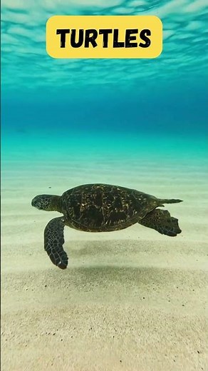 ABC Ocean Fish Adventure| Learn Fish Names A-Z | Fun Alphabet Song for Kids | UZR Learning |#shorts