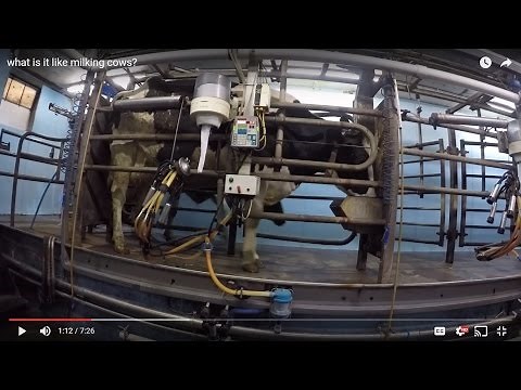 what is it like milking cows?
