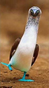 Beautiful birds dance with their songs #birds #beautifulanimals #beautifulbirds #wildlife #birdlife