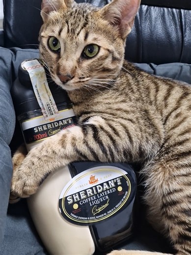 Umblu din bar in bar🤣🤣 Ce vreti sa mai incerc? Scrieti in comentarii #pisica #cat #funnyvideo #TiggerTheTherapist #pisici