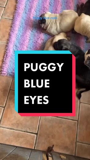 Blue Eyed Pug Babies: Meet Our Adorable Rescues