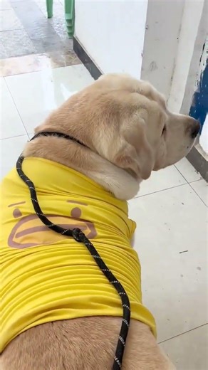 How a 500lb Labrador Lives: An Unusual Daily Life