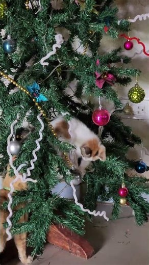 Hanging an inverted Christmas tree next time to get rid of these tiny tigers #notreally #badidea