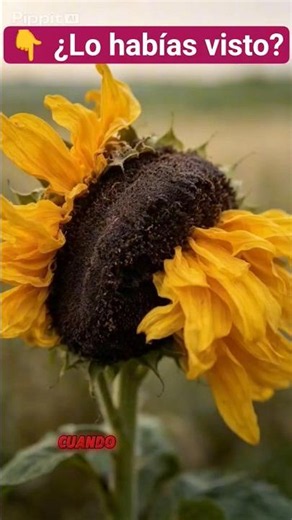🌻 La foto del girasol que sorprendió al mundo