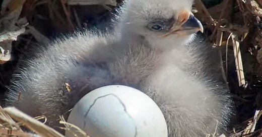 Big Bear bald eagles Jackie and Shadow welcome two hatchlings