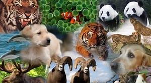 Animales Vertebrados: Características, Clasificación y Ejemplos