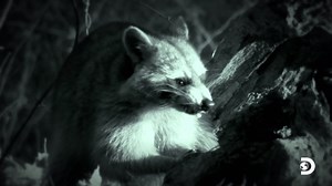 58K views · 1.2K reactions | Can the Raneys save this homestead of horrors? Watch an all-new episode of #HomesteadRescue NOW on Discovery and on Discovery GO. #OfftheGridThursdays | Homestead Rescue | Facebook