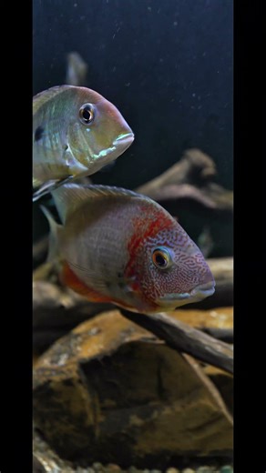 Geophagus Cichlid Aquarium