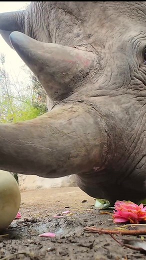 best squishes #rhino #asmr #squish #animals #oregonzoo | animals