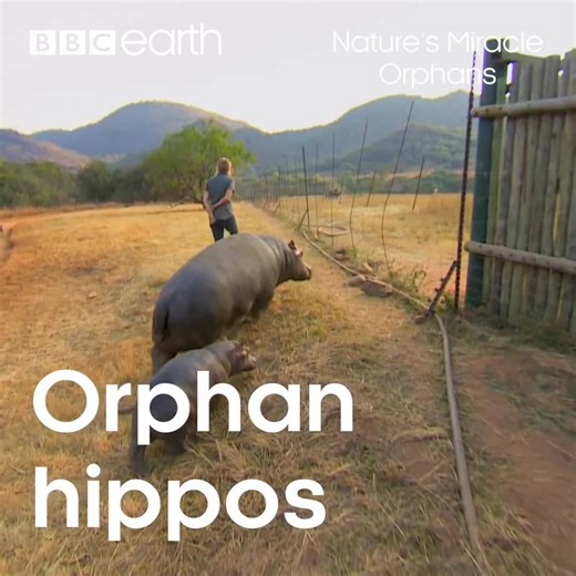 264K views · 9.9K reactions | You can't say that baby hippo isn't the cutest thing  | BBC Earth | Facebook