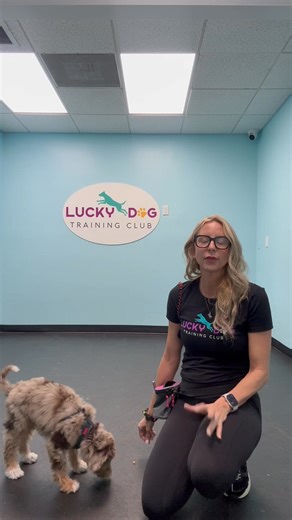 Lucky Dog Training Club on Reels
