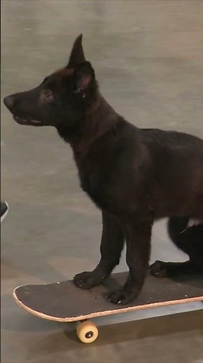 Action Action PDS Fast Take On Protection Dog Training Development For Family Personal Home Security