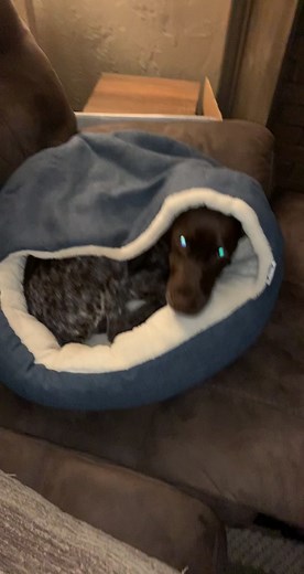 Cozy Beds for Your Pups Recommendation #PINKHolidayRemix