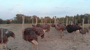 Flock of ostriches at countryside farm. Big ostrich birds walk at ostrich farm. Beautiful flightless animal.