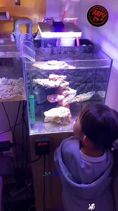 Documenting the Journey of Cuttlefish Eggs 🎣🦑 From Discovery in a Fishing Net to Hatching and Growth 🌊✨ #fblifestyle #fishing | Anouar peche vlog