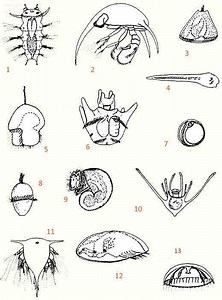Meroplankton - Alchetron, The Free Social Encyclopedia