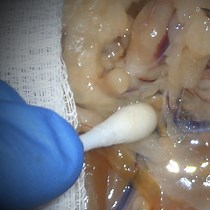 Video: Dissection of Pelvic Autonomic Ganglia and Associated Nerves in Male and Female Rats