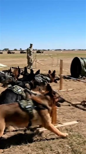 USA Army K9 Training Drill 🇺🇸🐕 | Powerful Military Dogs #MilitaryDog #K9Training #USArmy