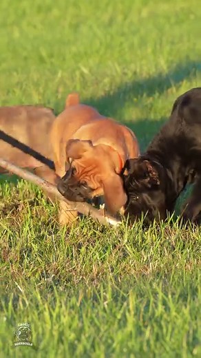 11K views · 98 reactions | Two distinct barks, each serving a unique...