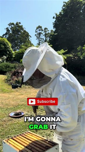 Hive Inspection: Signs of Disease and Swarming #shorts