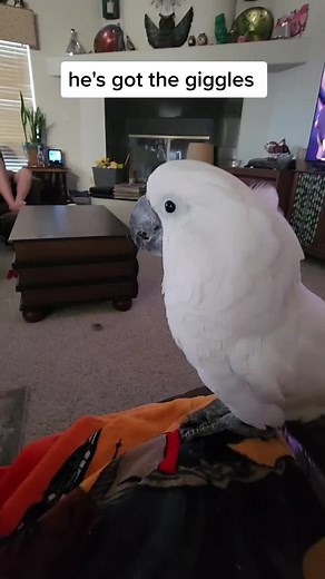 giggles #banditthecockatoo #parrotsoftiktok #birdsoftiktok #talkingparrot #tiktokfamous #parrots #petsoftiktok #giggles #fyp