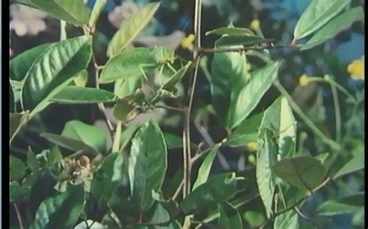 动物的保护色 2.25