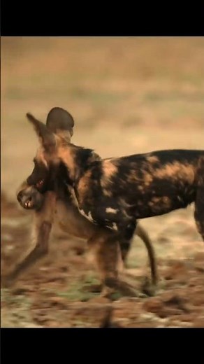 Wild Dogs Attack Money By info fact News