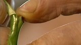 Wedge Grafting - Gardening Australia