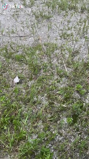 Mark Mclean on TikTok