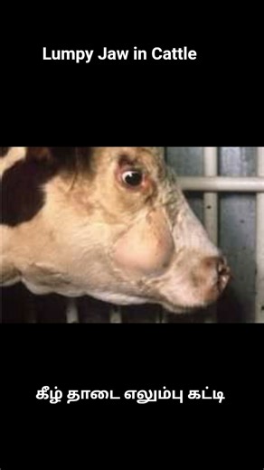 Lumpy Jaw #cow#cattle