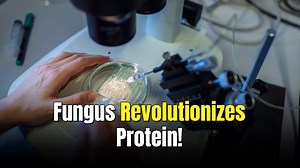 Gene-edited fungus tastes like meat and cuts protein’s climate impact by more than 50%