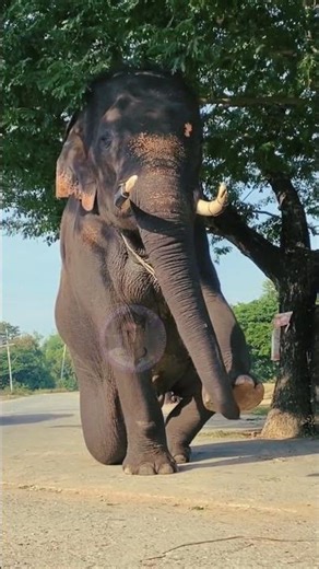 Drumming Elephants: The Beat of Nature