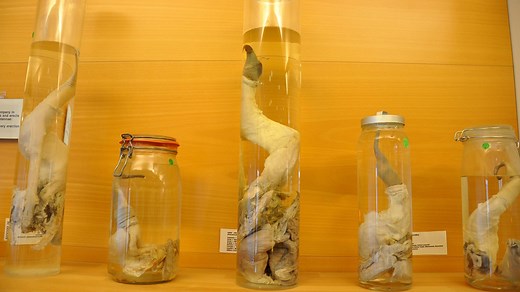 Visit the Icelandic Phallological Museum in Reykjavik Today