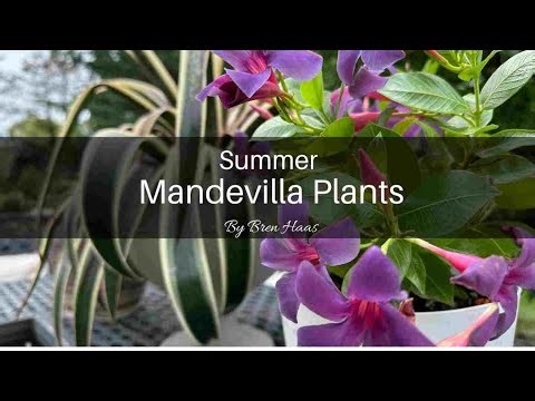 All About Mandevilla Plants