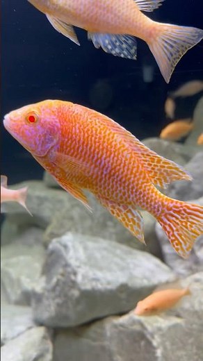 200 Gallon Cube Aquarium w/ Peacock Cichlids (ft. Riffwaters)