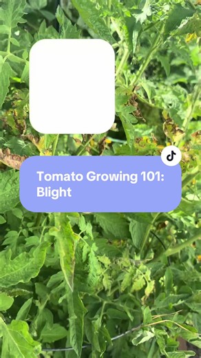 Think it's just a few spots on your tomato leaves? Think again. Blight can spread quickly through tomato plants, especially during warm, humid weather. Catching it early and improving airflow can make all the difference between a healthy harvest and losing your plants. 🍅 Have you dealt with blight before? Let me know in the comments! #tomatogarden #gardeningforbeginners #vegetablegarden #creatorsearchinsights #gardeningtiktokcontest