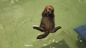 Baby sea otter rescued by the Monteray Bay Aquarium learns to swim, groom and play
