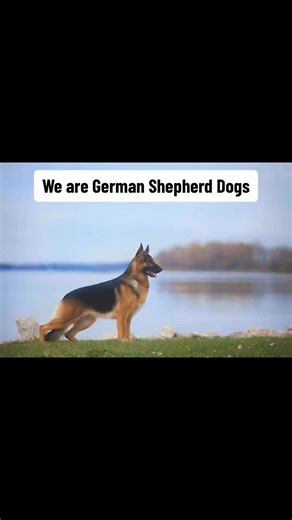 German shepherds and their breed standard colors. Color breeding in the GSD has become exceptionally common and in my day to day experiences with the breed I’d give anything for them to focus on temperament rather than flash. #dogs #germanshepherds #adoptorshopresponsibly #ethicalbreeding #dogbreeding | Goldenagoutis - Thetwoagoutis