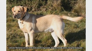 Common Health Issues in Labrador Retrievers and How to Prevent Them